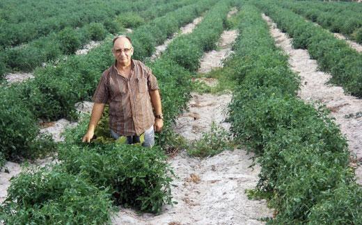 Jorge Lopes abastece a maior parte do mercado roraimense com plantio feito na Serra do Tucano (Foto: Divulgação)