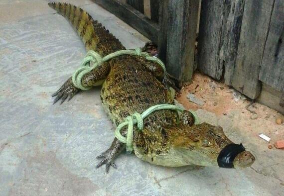 Após ser capturado pelos policiais, o animal foi entregue ao Centro de Triagem de Animais Silvestres do Ibama