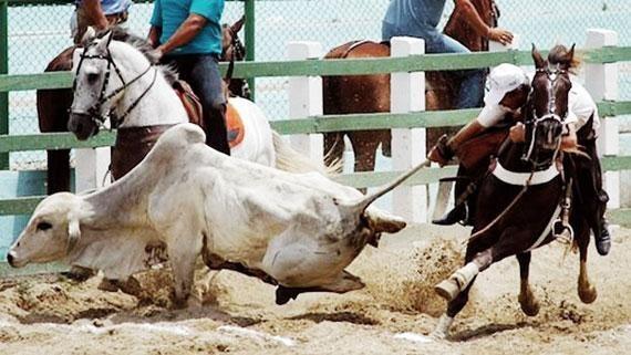 Lei estadual de 2016 declara a vaquejada como esporte e patrimônio cultural de Roraima (Foto: Divulgação)