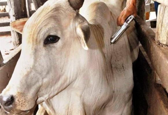 Pecuaristas tem até a próxima terça-feira, 15, para informar a Aderr sobre imunização de rebanho contra a aftosa (Foto: Divulgação)