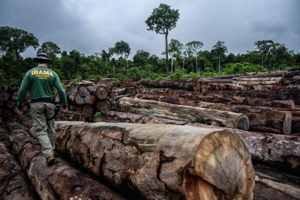 Após constatação de crime ambiental, fiscalização na região Sul foi intensificada (Foto: Divulgação)