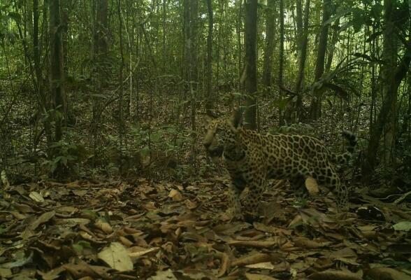 As fotografias serão selecionadas para gerar o índice do estado da biodiversidade (Foto: Divulgação)