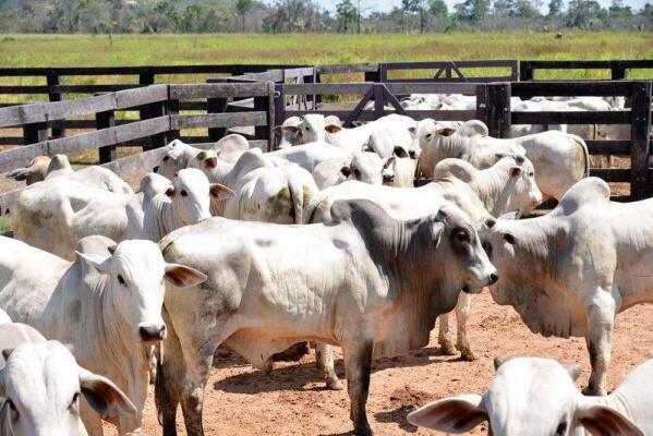 Objetivo é prevenir os animais de problemas de sanidade animal e multa (Foto: Divulgação Aderr)