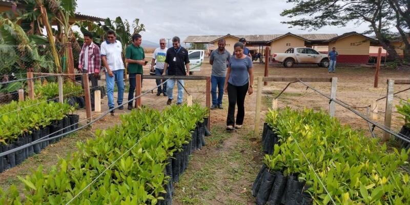 12 mil sementes variadas de caju foram plantadas. Objetivo do projeto é ter a fruta como cultura principal da agricultura na região (Foto: Arquivo cedido por João Menezes)