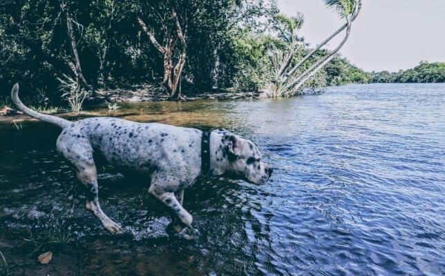 O evento abrange cães Pit Bulls, Pit Monsters e American Bulls com campeonato de beleza