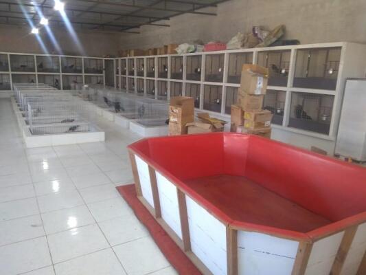 Estrutura da rinha foi encontrada nos fundos do terreno de um dos envolvidos na operação (Foto: Divulgação PM )