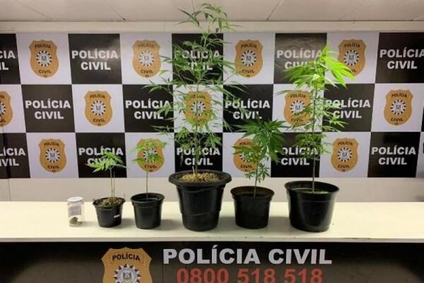 Além dos cinco vasos, havia uma porção prensada da droga e uma certa quantia de dinheiro com o estudante (Foto: Divulgação/PCRS)