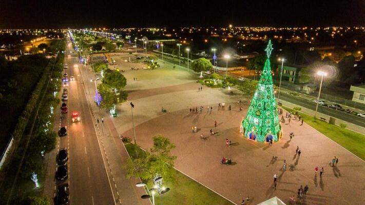 Árvores possuem mais de 20 metros de altura (Foto: Divulgação)