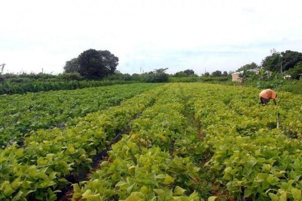 Para obter o financiamento, os produtores rurais podem procurar uma das agências autorizadas a operar com crédito rural (Foto: Divulgação)
