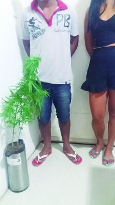 Em uma das prisões, a polícia apreendeu um pé de maconha (Foto: Divulgação)