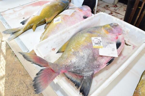 Entre os peixes mais consumidos em Roraima, estão o tambaqui e a matrinxã (Foto: Nilzete Franco/FolhaBV)