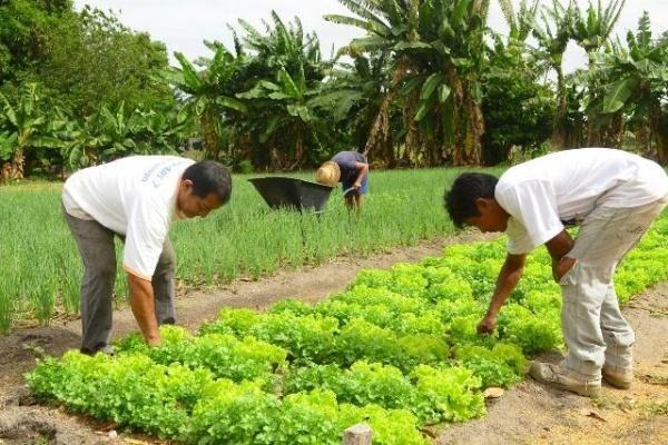 Além dos cereais, leguminosas e oleaginosas, o IBGE também faz estimativas para outros produtos agrícolas importantes do país (Foto: Divulgação)