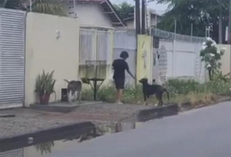 Os animais também são lembrados no dia 4 de outubro, Dia Mundial dos Animais (Foto: Diane Sampaio / FolhaBV)