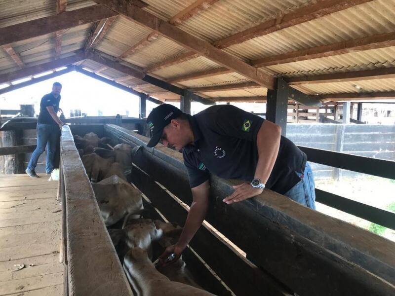 O produtor tem até o dia 15 de maio para fazer a notificação de vacinação junto à Aderr (Foto: Divulgação)