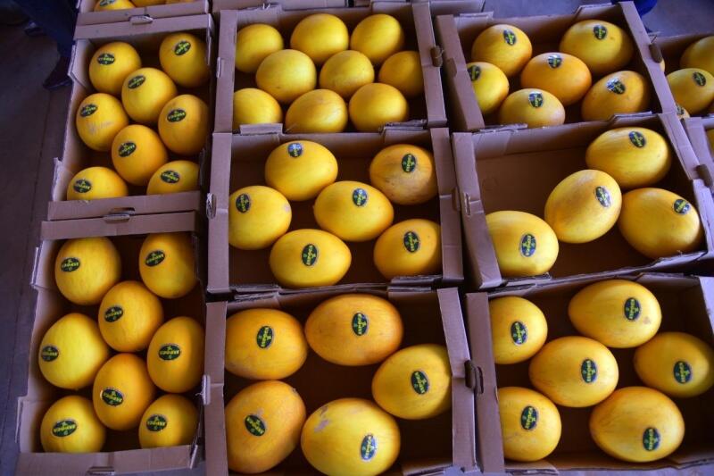 Dez agricultores participaram, plantando um hectare cada um e conseguindo produzir 300 toneladas (Foto:Governo)