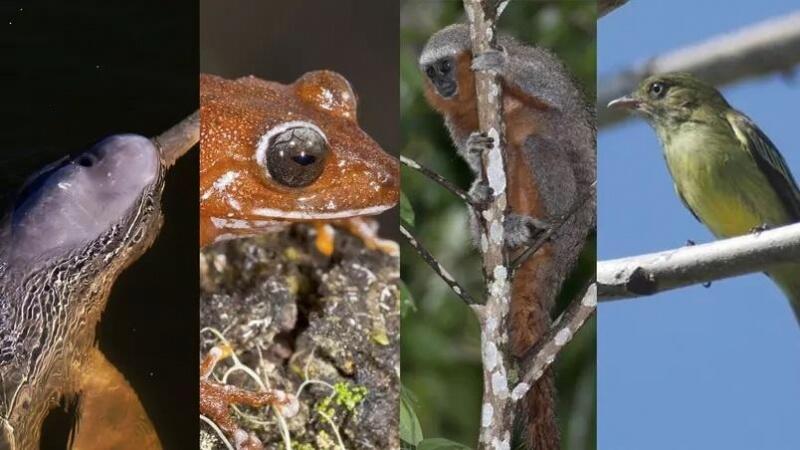 A conclusão principal é que as florestas tropicais são o principal celeiro desses vertebrados ainda não catalogados (Fotos: