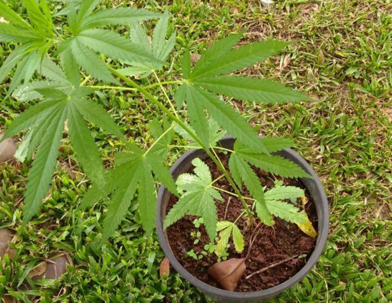 Os policiais encontraram três pés de maconha no local (Foto: Divulgação)