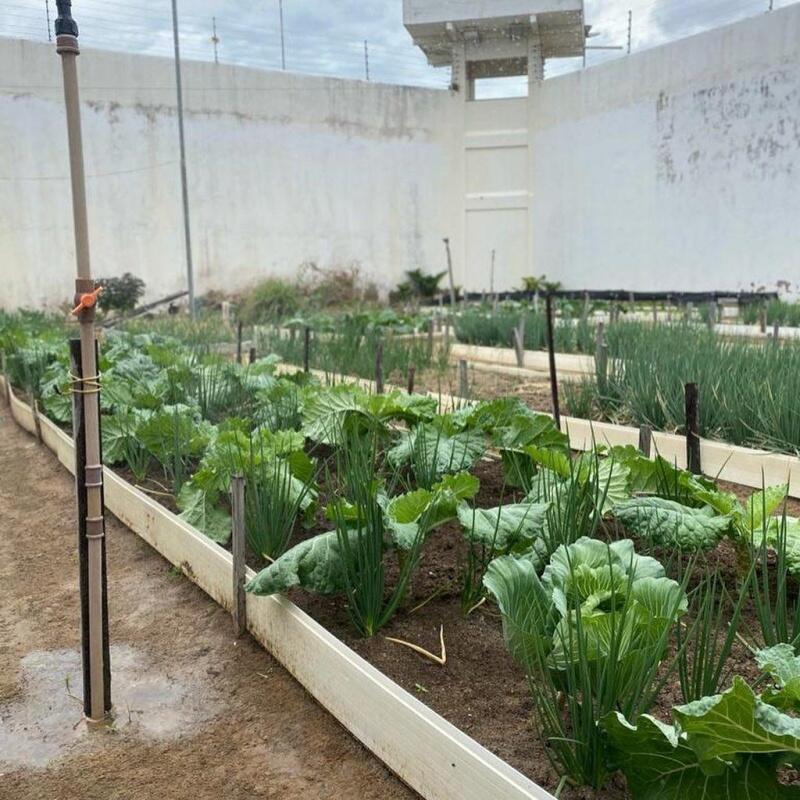 A produção é utilizada para consumo dos adolescentes das unidades e também para revenda (Foto: Divulgação)