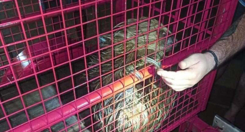 O animal foi colocado em uma gaiola de transporte para ser solto novamente na natureza (Foto: Divulgação)