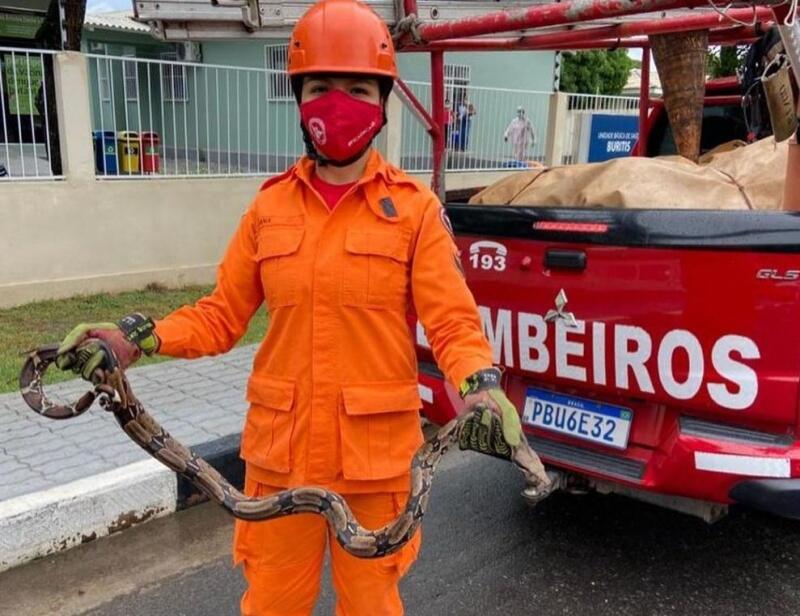 A guarnição de busca e salvamento foi deslocada para o local e verificou que se tratava de uma jiboia, de aproximadamente 1 metro (Foto: Divulgação)