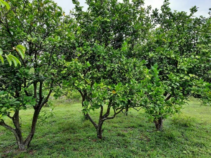 Geralmente, as lesões são visíveis nos dois lados da folha e apresentam halo amarelado (Foto: Divulgação)