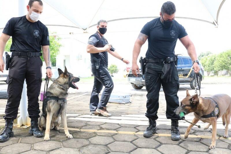 Os cães possuem 300 vezes mais células olfativas do que o ser humano, o que contribui para o combate ao narcotráfico (Foto: Diane Sampaio/FolhaBV)