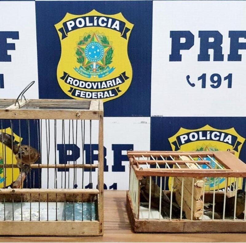 Nossas equipes apreenderam, nessa segunda-feira (12), três motocicletas adulteradas e recuperaram três aves silvestres sem a documentação legal na BR-174, em Boa Vista/RR (Foto: Divulgação)