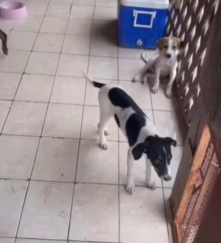 Animais foram levados para clínicas veterinárias para verificar se tinham alguma lesão mais grave. (Foto: Divulgação/Instagram)