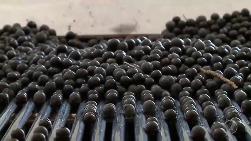 O açaí consumido na região Norte há vários séculos, antes mesmo da chegada dos europeus, despontou, a partir dos anos 90, como um superalimento devido ao elevado valor energético e nutricional (Foto: Divulgação)