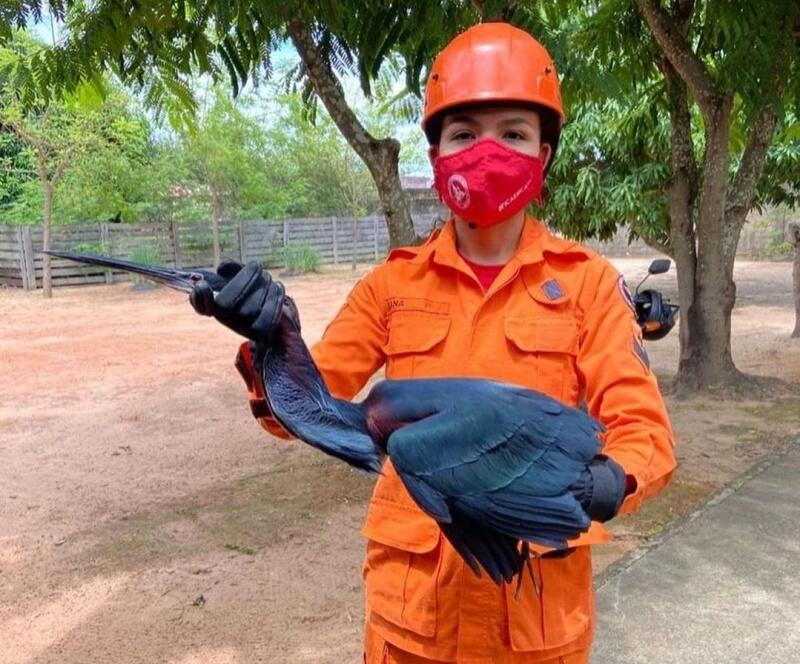 Animal foi encontrado com uma das asas machucadas e chegou a machucar uma moradora que tentou ajudar (Foto: CBMRR)