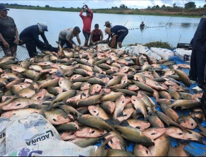 A doença é causada por uma toxina que pode ser encontrada em determinados peixes (Foto: Divulgação)