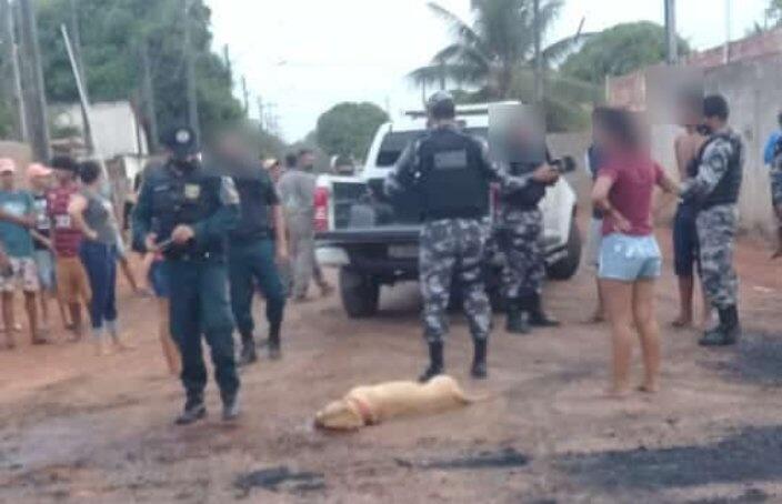 Corpo de pitbull Pandora ficou estirado no meio da rua (Foto: Divulgação)