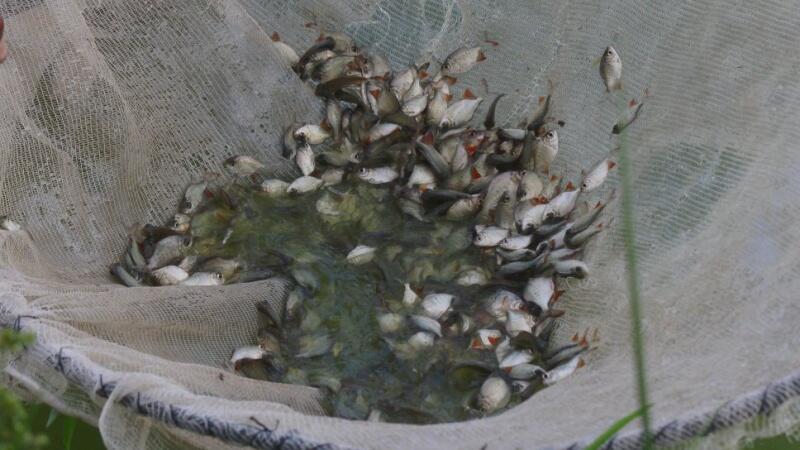 Doença de Haff recebe esse nome quando ocasionada pelo consumo de um pescado que ingeriu toxinas produzidas por algas, corais marinhos e outros organismos aquáticos (Foto: Priscilla Torres/FolhaBV)