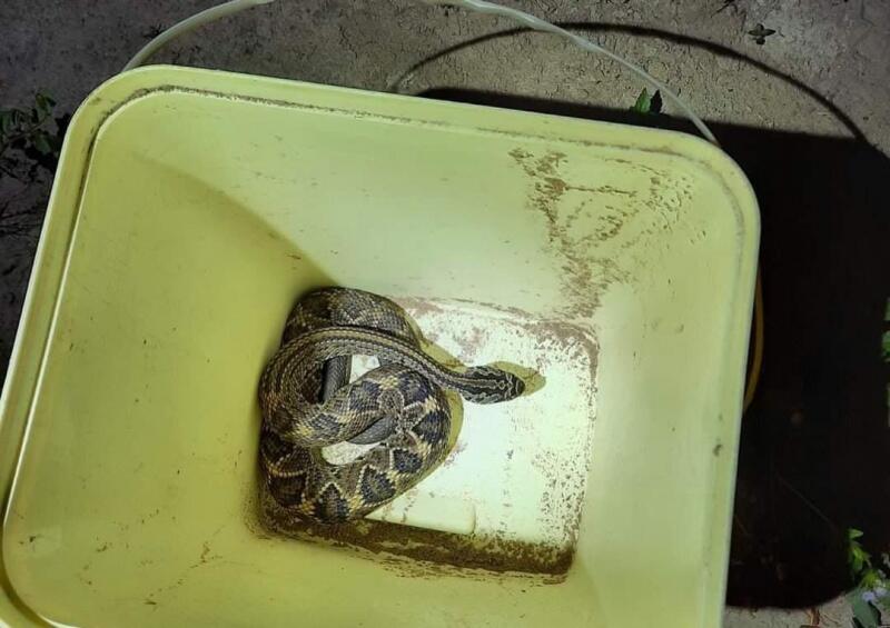 Acidente ofídico ou ofidismo é o causado por serpentes, de espécies peçonhentas (Foto: Corpo de Bombeiros de Roraima)