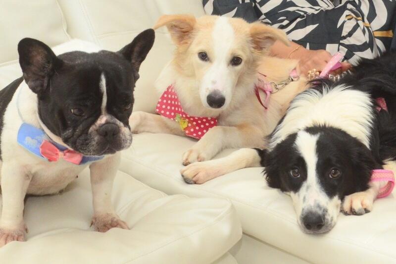 Animal doméstico oferece, em primeiro lugar, uma companhia para estes idosos (Nilzete Franco/FolhaBV)