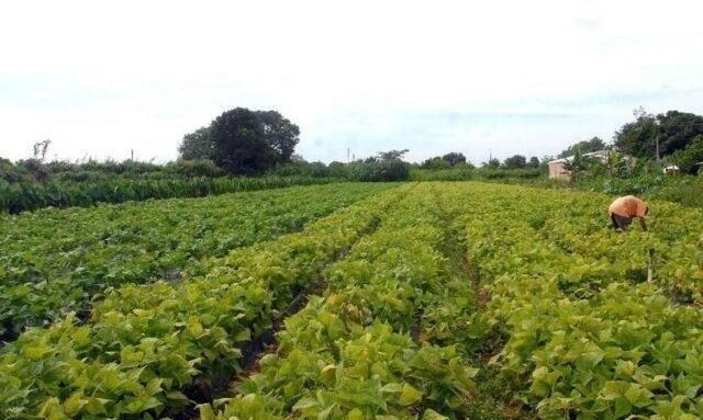 O pedido de renegociação deve ser formalizado presencialmente, junto à Superintendência Regional do Incra em Roraima, ou enviado para o e-mail renegociacao@incra.gov.br  (Foto: Divulgação)