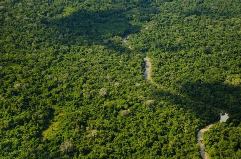 Área de floresta em Roraima (Foto: Edson Sato/ISA/Ilustração)