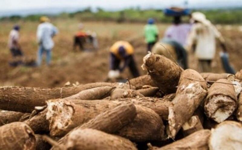 No caso de Roraima, os resíduos sólidos urbanos e os descartes do processamento da mandioca e da piscicultura podem ser destinados à produção do combustível verde (Foto: Divulgação)