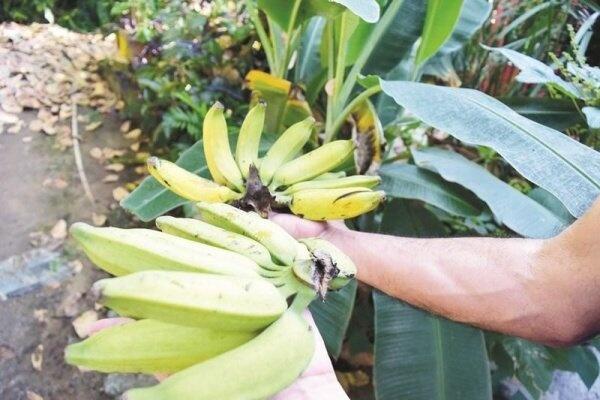 A iniciativa faz parte do projeto de Transferência e Tecnologia da Embrapa Roraima (Foto: Divulgação)