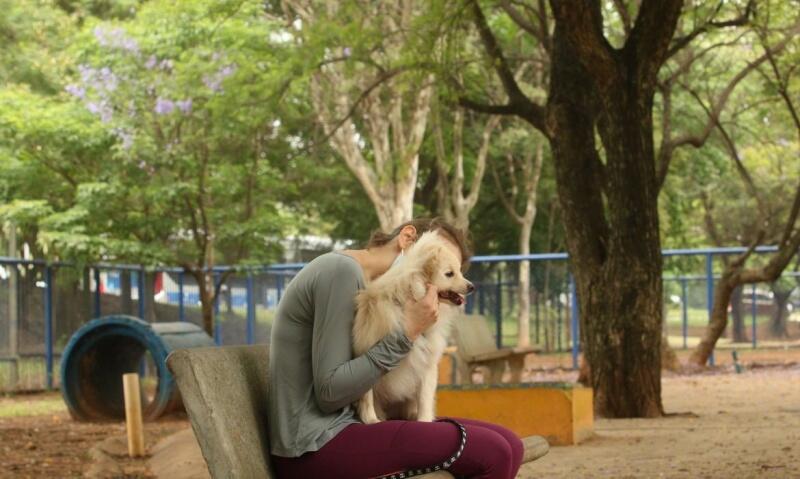É importante manter o animal identificado, com plaquinha na coleira contendo número de telefone e e-mail (Foto: Rovena Rosa/Agência Brasil)
