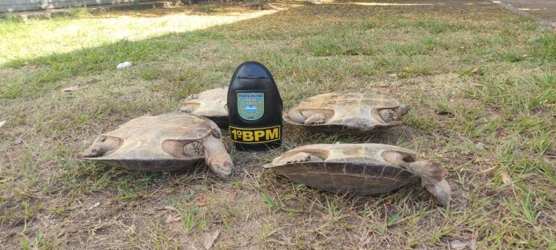 Três tartarugas estavam dentro de um saco de fibra e outra em uma mochila. (Foto: Divulgação)