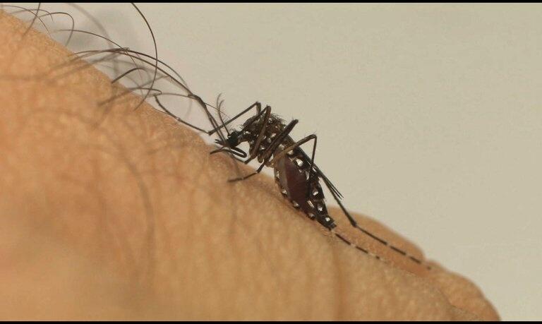 Verão é o período do ano em que os ovos eclodem e acarretam o aumento de infecção por dengue (Foto: Fiocruz)