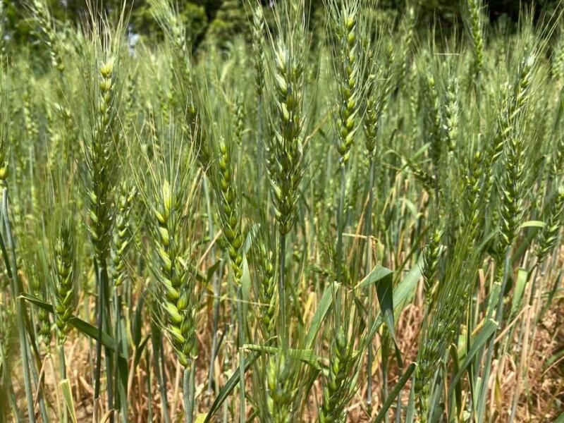 Estima-se que num prazo de dois anos, a Embrapa estará recomendando pelo menos uma cultivar de trigo adaptada às condições de cerrado no Estado (Foto: Ascom/EmbrapaRR)