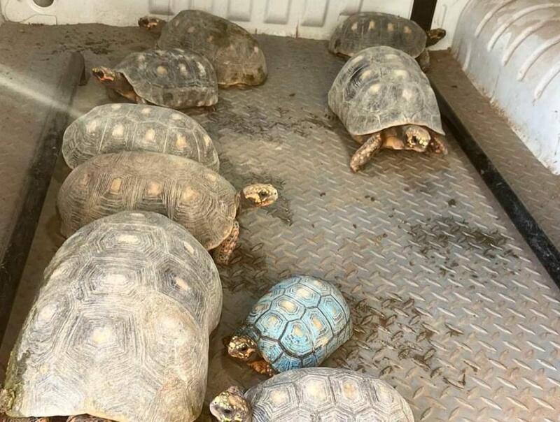 Foram localizados 9 jabutis mantidos em cativeiro (Foto: Divulgação/PMRR)