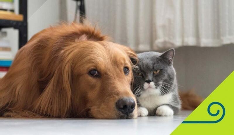 Assim como os humanos, os cães e gatos também podem ter diabetes (Foto: Divulgação)