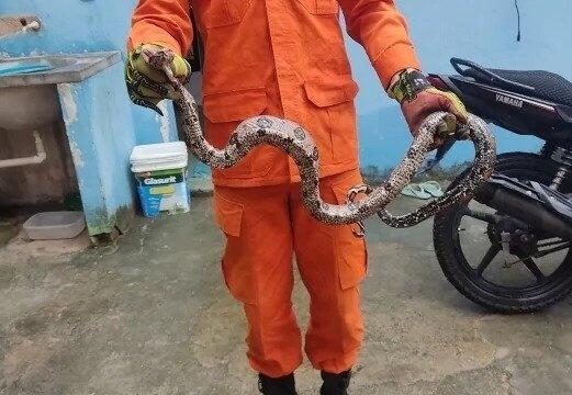 As ocorrências com animais peçonhentos tiveram aumento (Foto: Divulgação)