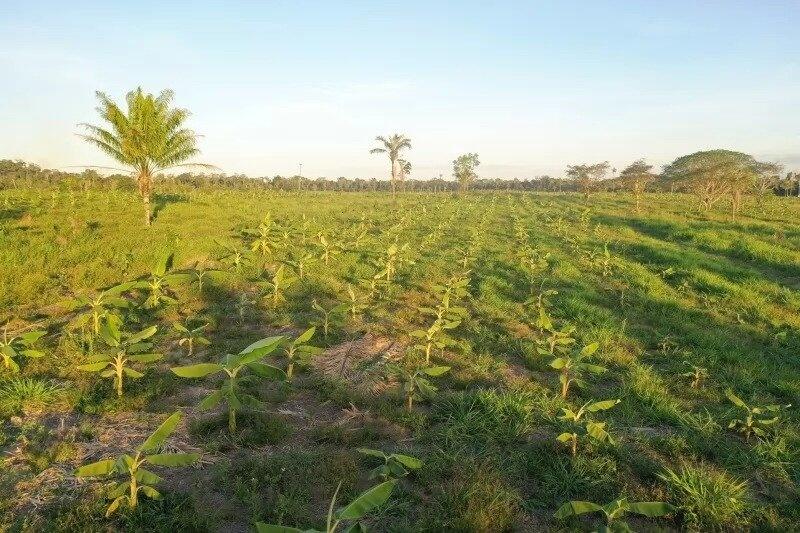 Candidatos devem ser recém-formados ou estarem se formando nos cursos de Biologia ou de Engenharia Agronômica, Florestal, de Alimentos ou de Produção (Foto: Divulgação)