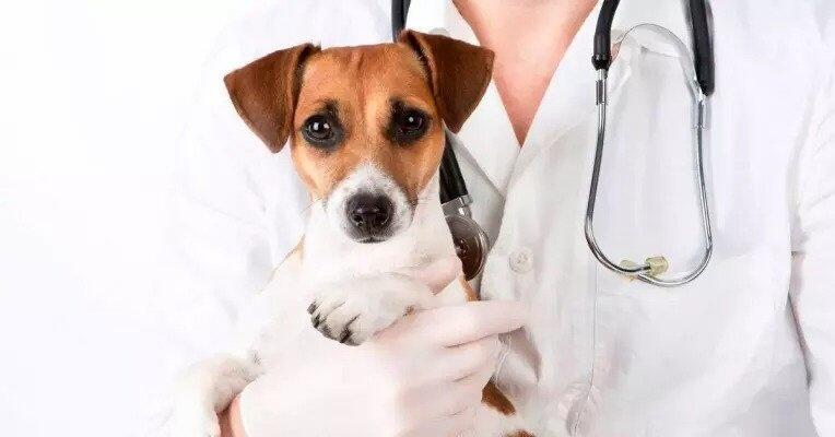 A pessoa formada pode trabalhar em pet shop, clínicas veterinárias, agropecuárias, haras, em fazendas, tendo uma vasta área de atuação no mercado de trabalho. (Foto: Divulgação)