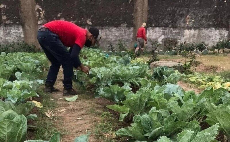 O projeto Plantar para Remir surgiu da necessidade de propiciar meios de remição para os internos da Pamc