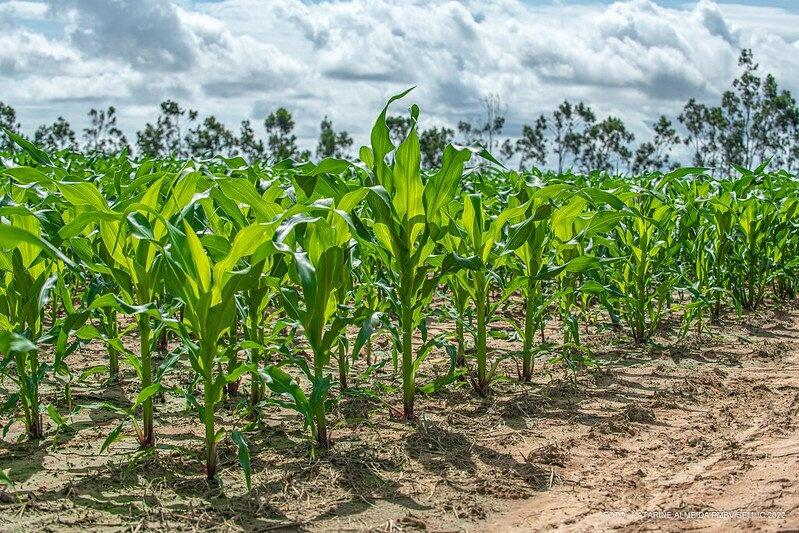 Campo Experimental de Boa Vista foi implantado em 2018 (Foto: Ascom PMBV)